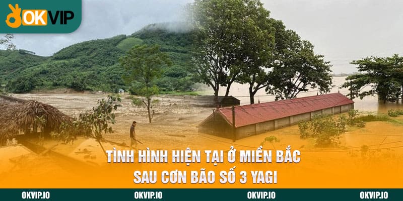 Sau Cơn Bão Số 3 Yagi – OKVIP Chung Tay Ủng Hộ 5 Tỷ Đồng! - hình ảnh - jvggcbyzf.top Sau Cơn Bão Số 3 Yagi – OKVIP Chung Tay Ủng Hộ 5 Tỷ Đồng! - hình ảnh - jvggcbyzf.top